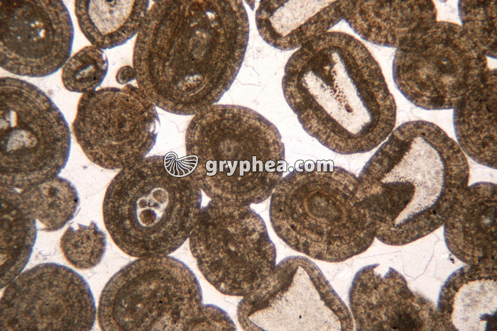 Calcaire oolithique à ciment calcaire (sparite) LPNA x10 - gryphea.org